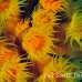 coral_cup_pej_ci_h_0085_cos0880.jpg